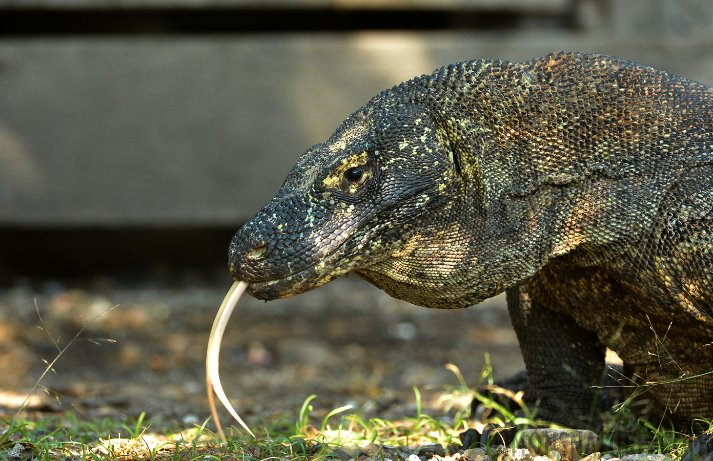 Varanus komodoensis [550 mm, 1/200 sec at f / 8.0, ISO 3200]